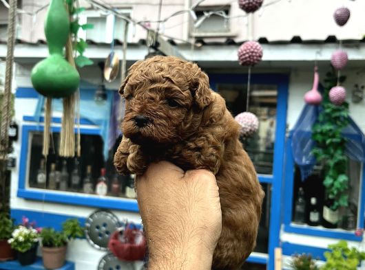 Orijinal Toy Poodle görsel