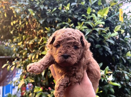 Orijinal Toy Poodle görsel