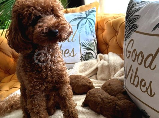 Evdoğumu poodle bebişler