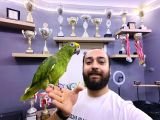Kahkaha Atan Evci̇l Sari Alinli Amazon Papağani