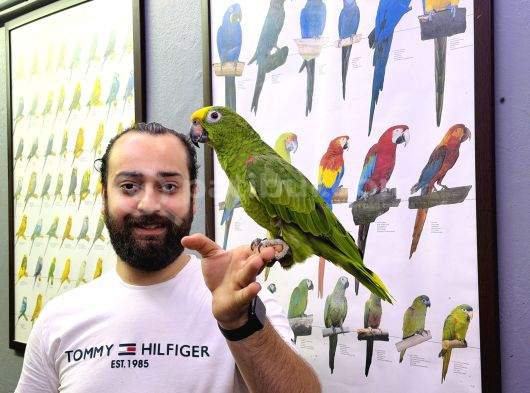 Kahkaha Atan Evci̇l Sari Alinli Amazon Papağani görsel