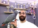 Çok Konuşan Çok Güzel Evci̇l Jako Papağani