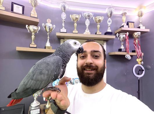 Çok Konuşan Çok Güzel Evci̇l Jako Papağani görsel