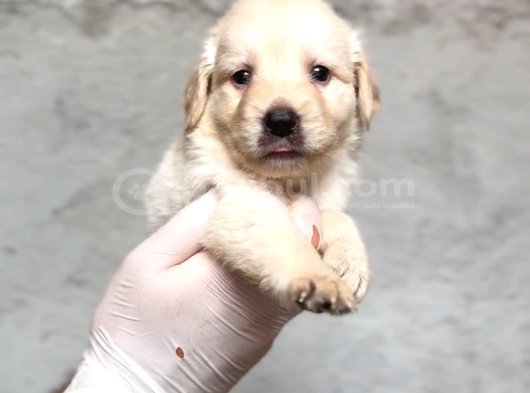 Irk Garantili Labrador Retriver Yavrular görsel