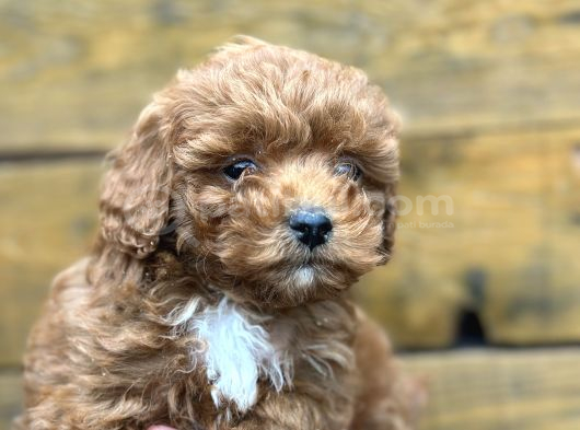 Seçkin Maltipoo Bebekleri Yeni Ailelerini Bekliyor