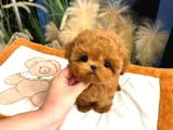 Saglik Ve Irk Garantili Toy Poodle Yavrularim