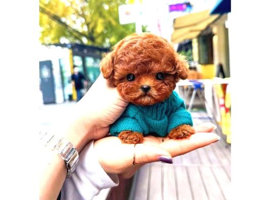 Toy Poodle Yavrularim görsel