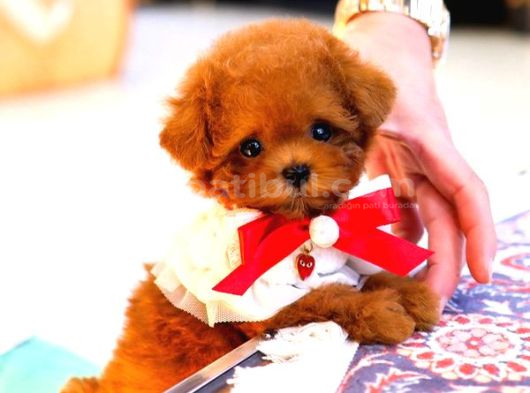 Kore Toy Poodle Yavrularim görsel