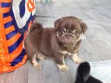 Egzoti̇k Nadi̇r Bulunan Pug Mops Bebekler
