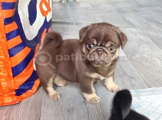 Egzoti̇k Nadi̇r Bulunan Pug Mops Bebekler