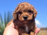 Kusursuz Toy Poodle Yavruları