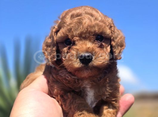 Kusursuz Toy Poodle Yavruları