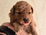 Neslinin En Özel Toy Poodle Yavruları