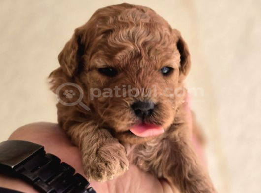 Neslinin En Özel Toy Poodle Yavruları görsel