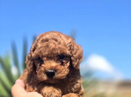 Kusursuz Toy Poodle Yavruları görsel