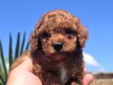 Kusursuz Toy Poodle Yavruları