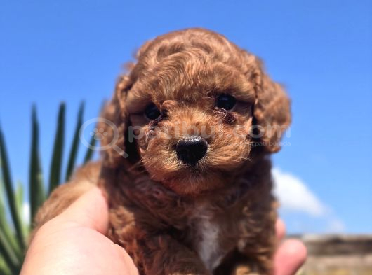 Kusursuz Toy Poodle Yavruları görsel