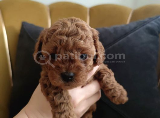 Red Brown Toy Poodle Yavrularımız Yeni Ailelerini Arıyor