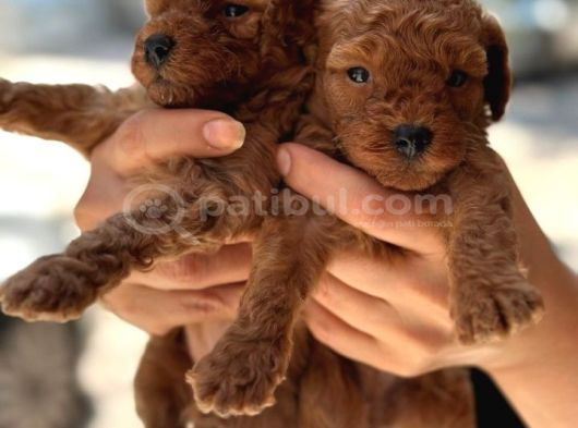 Safkan Toypoodle görsel