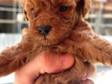 Safkan Toypoodle