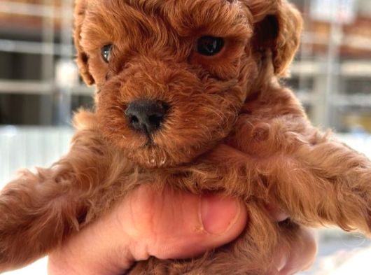 Safkan Toypoodle görsel