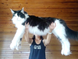 Dernek Kayıtları Yapılmış Eksiksiz Safkan Secereli Mainecoon