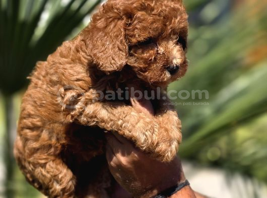 Red Toy Poodle Yavrular görsel