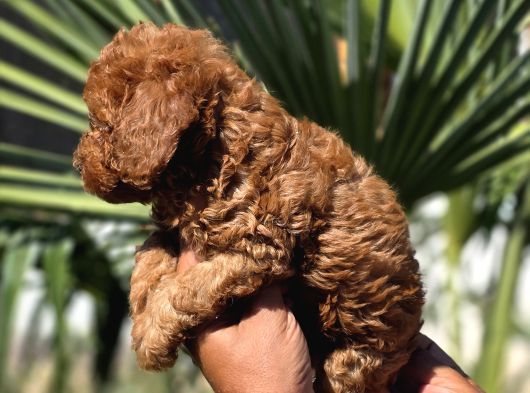 Red Toy Poodle Yavrular görsel