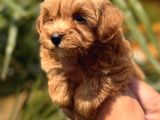 Mini Kore Maltipoo Yavrular