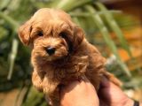 Mini Kore Maltipoo Yavrular