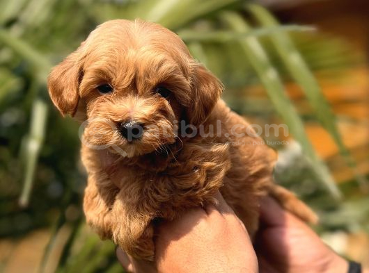 Mini Kore Maltipoo Yavrular görsel