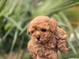 Mini Kore Maltipoo Yavrular