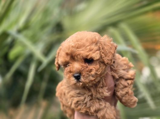 Mini Kore Maltipoo Yavrular görsel