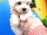 Teacup Maltese Bebeklerimiz