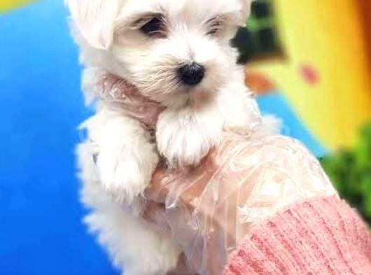 Teacup Maltese Bebeklerimiz görsel