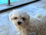 Teacup Maltese Bebeklerimiz