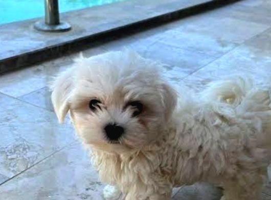 Teacup Maltese Bebeklerimiz görsel