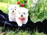 Maltese Terrier Yavru Aşıları Tam Harika Yavrular