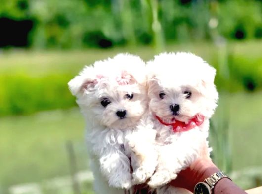 Maltese terrier yavru aşıları tam harika yavrular