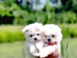 Maltese Terrier Yavru Aşıları Tam Harika Yavrular