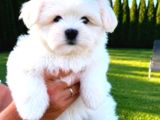 Matese Terrier Irkının En Özel Yavruları