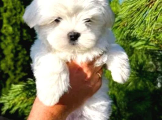 Matese Terrier Irkının En Özel Yavruları görsel