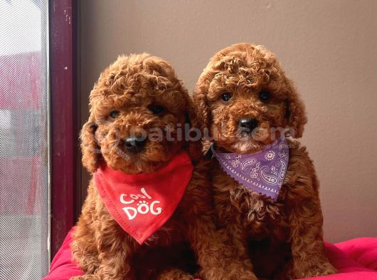Aşılı Pasaportlu Toy Poodle Yavrular görsel