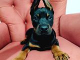 Dişi Doberman Yavruları