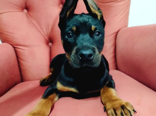 Dişi Doberman Yavruları görsel