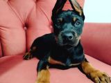 Dişi Doberman Yavruları