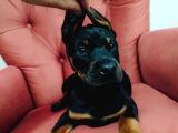 Dişi Doberman Yavruları