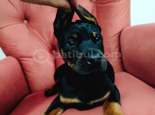 Dişi Doberman Yavruları görsel