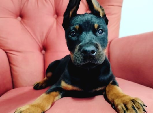 Dişi Doberman Yavruları görsel
