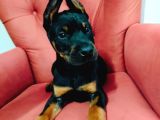 Dişi Doberman Yavruları